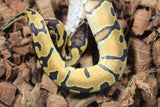 Piton Bola Enchi Macho ID R7-07