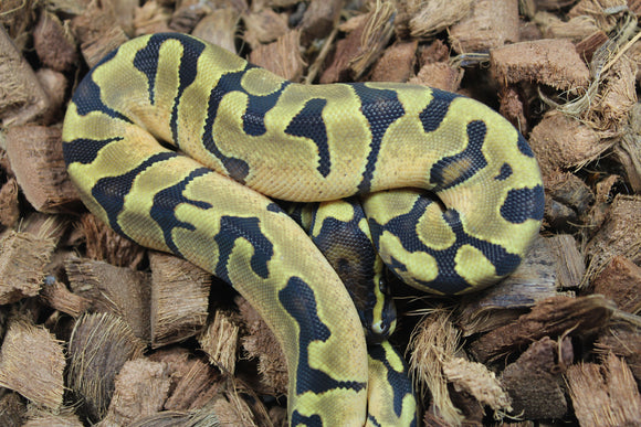 Piton Bola Enchi Hembra ID R7-08