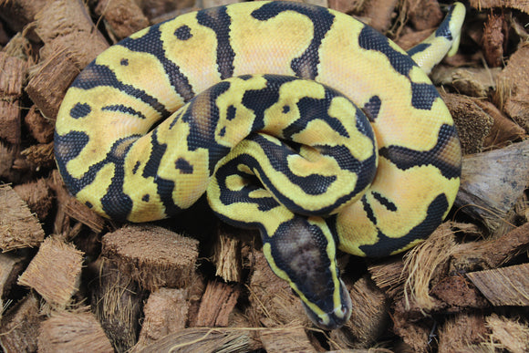 Piton Bola Enchi Pastel Macho ID R7-10