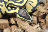 Piton Bola Enchi Pastel Macho ID R7-10