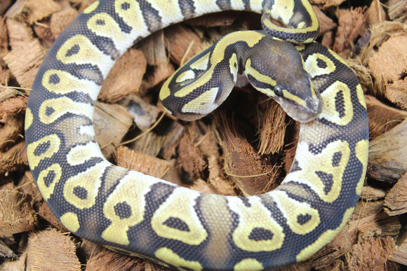 Piton Bola Mojave Macho ID R8-02