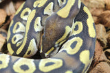 Piton Bola Mojave Macho ID R8-02