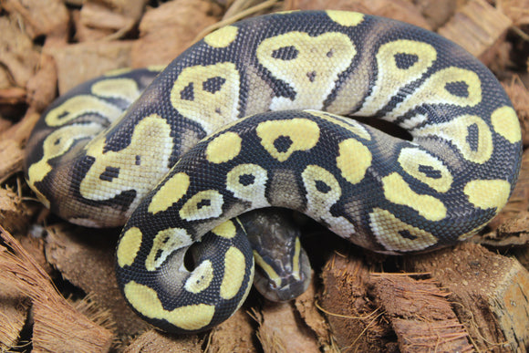 Piton Bola Mojave Macho ID R8-03