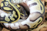 Piton Bola Mojave Macho ID R8-03