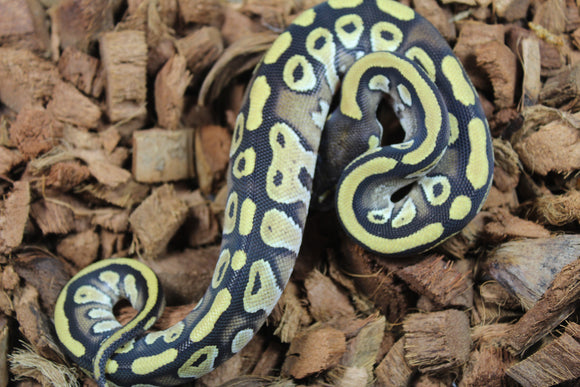 Piton Bola Mojave Macho ID R8-04