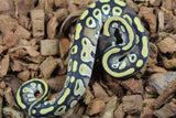 Piton Bola Mojave Macho ID R8-04