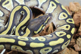 Piton Bola Mojave Macho ID R8-04