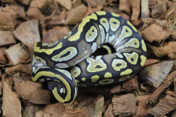 Piton Bola Mojave Macho ID R8-05