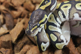 Piton Bola Mojave Macho ID R8-05