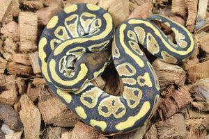 Piton Bola Fire Hembra ID R8-06
