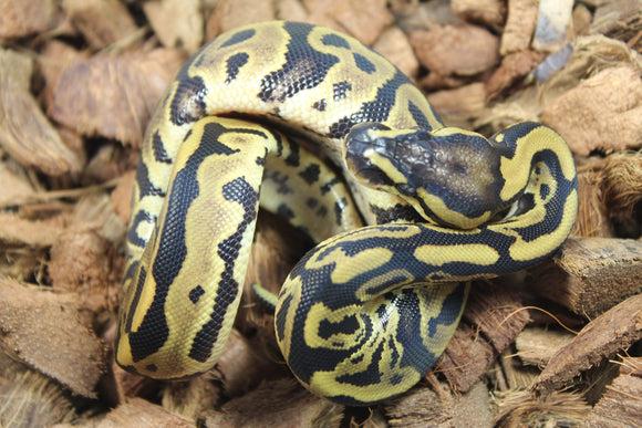 Piton Bola Leopard Hembra ID R8-20