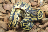 Piton Bola Leopard Hembra ID R8-20