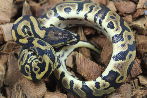 Piton Bola Leopard Hembra ID R9-11