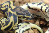 Piton Bola Leopard Hembra ID R9-11