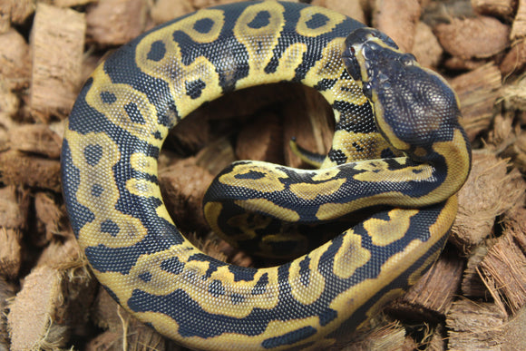 Piton Bola Leopard Hembra ID R9-14