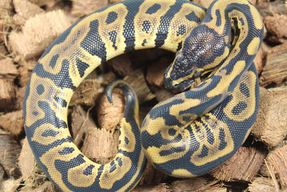 Piton Bola Leopard Macho ID R9-16