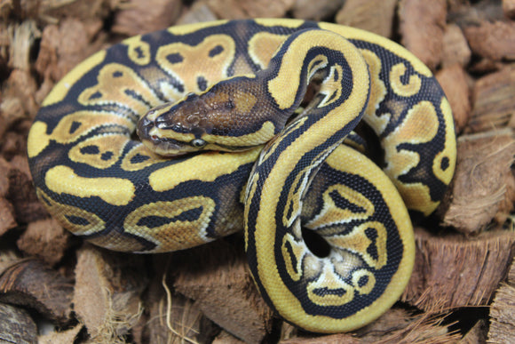 Piton Bola Russo Hembra ID R10-01