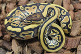 Piton Bola Russo Hembra ID R10-01