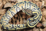 Piton Bola Russo Hembra ID R10-02
