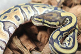 Piton Bola Russo Hembra ID R10-02