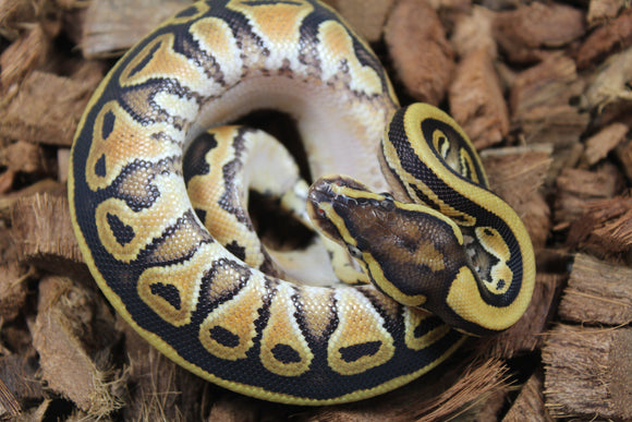 Piton Bola Russo Hembra ID R10-11