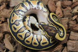 Piton Bola Russo Hembra ID R10-11