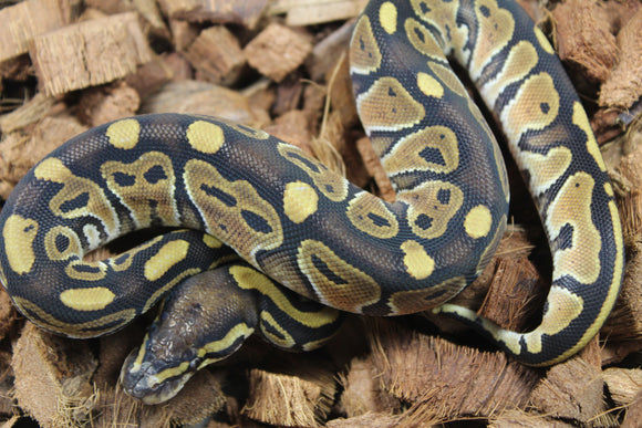 Piton Bola Russo Hembra ID R10-12