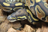 Piton Bola Russo Hembra ID R10-12