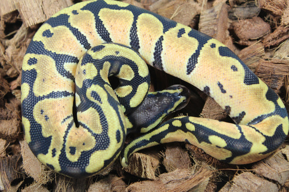 Piton Bola Pastel Macho ID R10-14