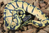 Piton Bola Pastel Macho ID R10-14