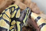 Piton Bola Pastel Macho ID R10-14