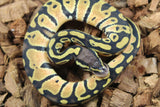 Piton Bola Pastel Hembra ID R11-04