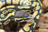 Piton Bola Pastel Hembra ID R11-04