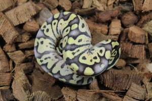 Piton Bola Firefly Macho ID R11-06