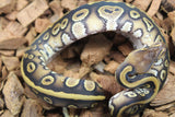 Piton Bola Mahogany Yellowbelly Macho ID R12-02
