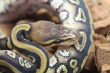 Piton Bola Mahogany Yellowbelly Macho ID R12-02