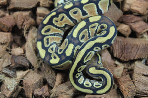 Piton Bola Russo Macho ID R12-03