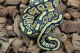 Piton Bola Russo Macho ID R12-03