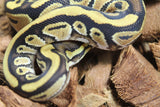 Piton Bola Russo Macho ID R12-03