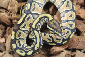 Piton Bola Russo Macho ID R12-04