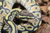Piton Bola Russo Macho ID R12-04