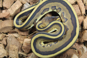Piton Bola Genetic Stripe Leopard 100% Het Albino/Toffe Macho ID R6-02