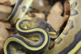 Piton Bola Genetic Stripe Leopard 100% Het Albino/Toffe Macho ID R6-02