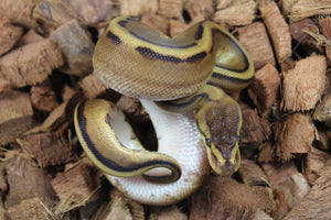 Piton Bola Genetic Stripe  100% Het Albino/Toffe Macho ID R6-07