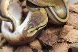 Piton Bola Genetic Stripe  100% Het Albino/Toffe Macho ID R6-07