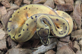 Piton Bola Pinstripe Pied 66% Het GCR Axanthic Macho ID R6-11