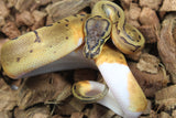Piton Bola Pinstripe Pied 66% Het GCR Axanthic Macho ID R6-11