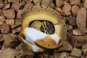 Piton Bola Pinstripe Pied 66% Het GCR Axanthic Hembra ID R6-12