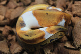 Piton Bola Pinstripe Pied 66% Het GCR Axanthic Hembra ID R6-12