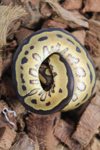 Piton Bola Yellowbelly Clown pos Calico Hembra ID R6-15